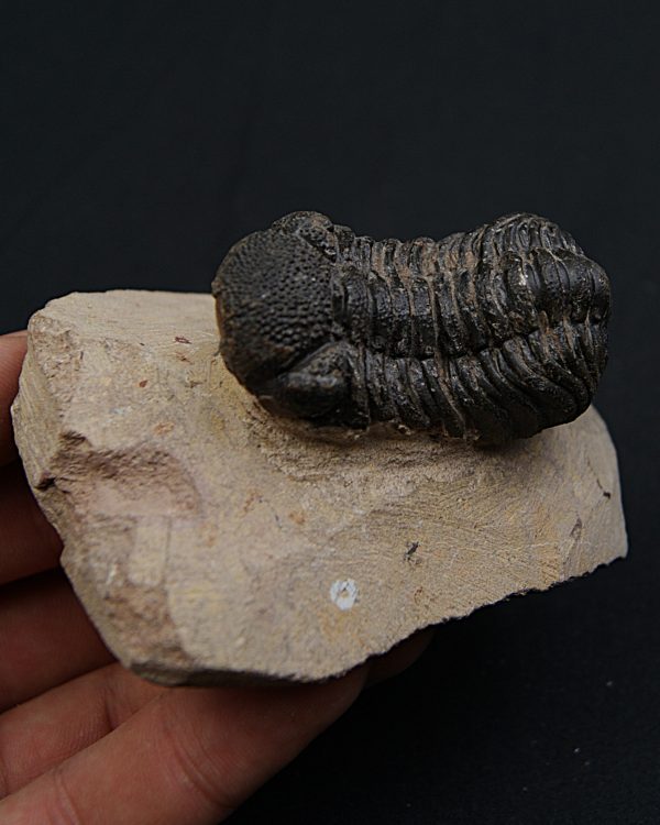 Trilobite Phacops