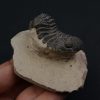 Trilobite Phacops
