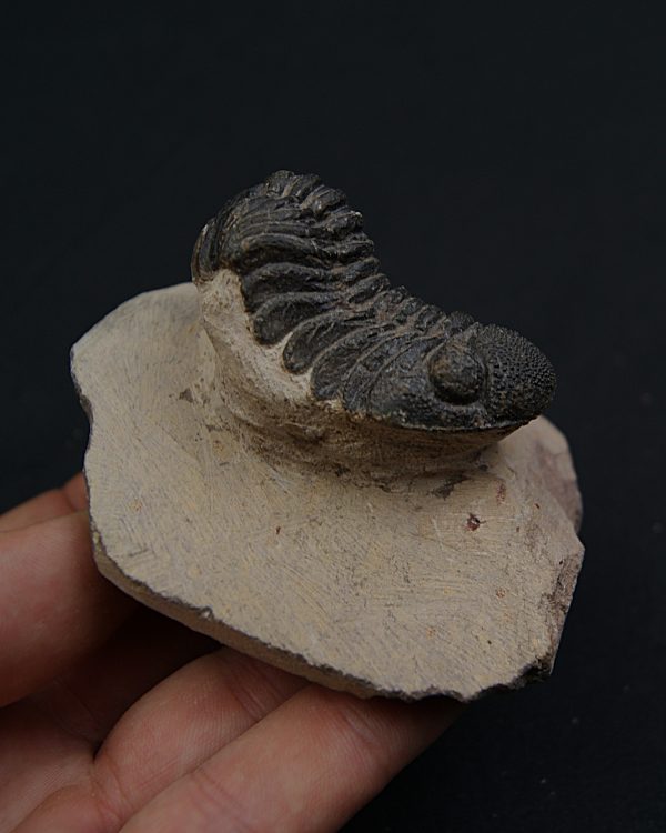Trilobite Phacops