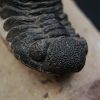 Trilobite Phacops