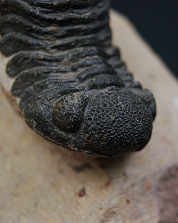 Trilobite Phacops