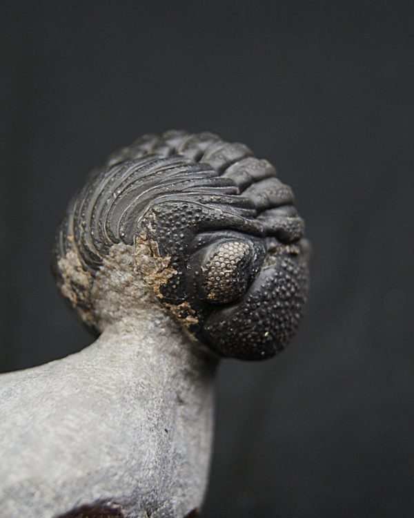 Trilobite enrollado Phacops