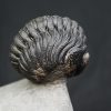Trilobite enrollado Phacops
