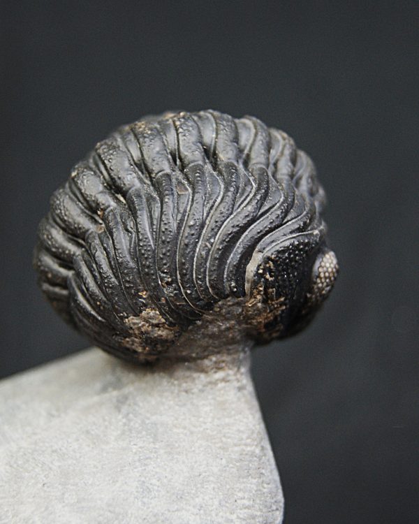 Trilobite enrollado Phacops