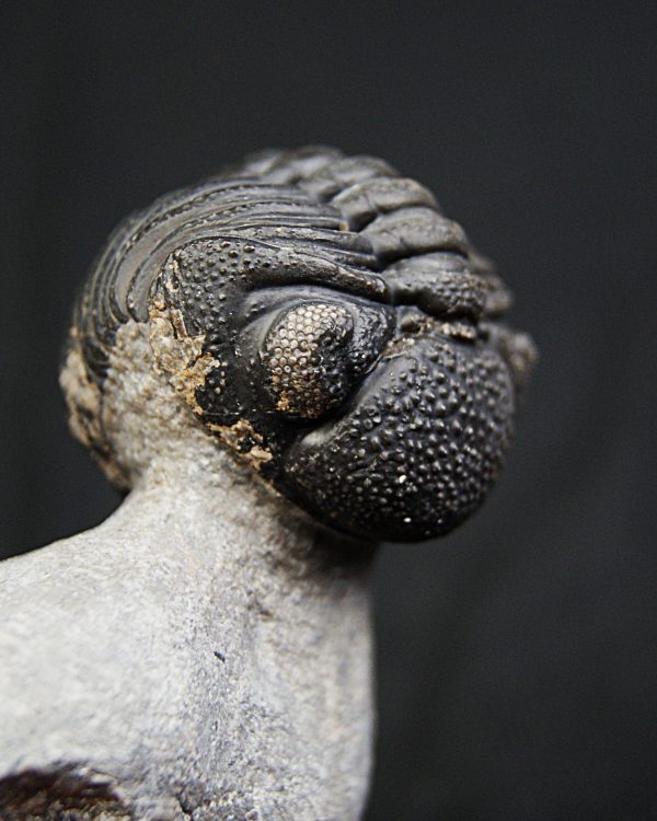 Trilobite enrollado Phacops