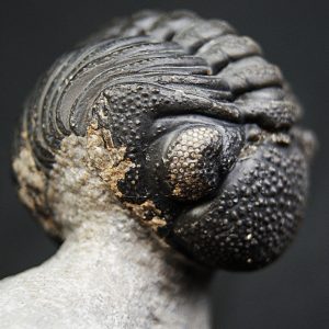 Trilobite enrollado Phacops