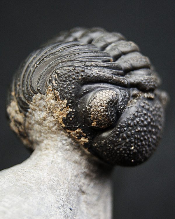 Trilobite enrollado Phacops