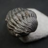 Trilobite enrollado Phacops