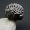 Trilobite enrollado Phacops