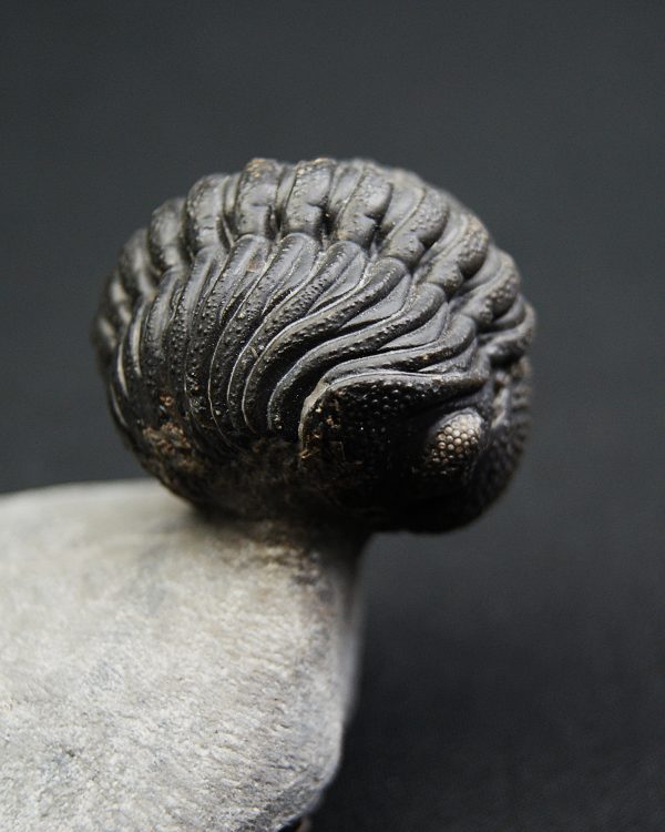 Trilobite enrollado Phacops