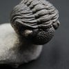 Trilobite enrollado Phacops