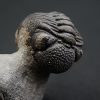 Trilobite enrollado Phacops