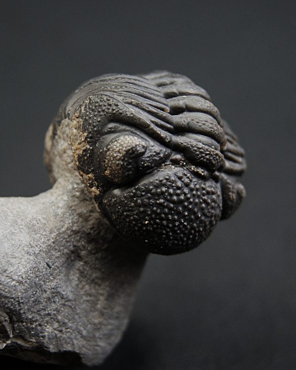 Trilobite enrollado Phacops