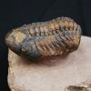 Trilobite fósil Reedops