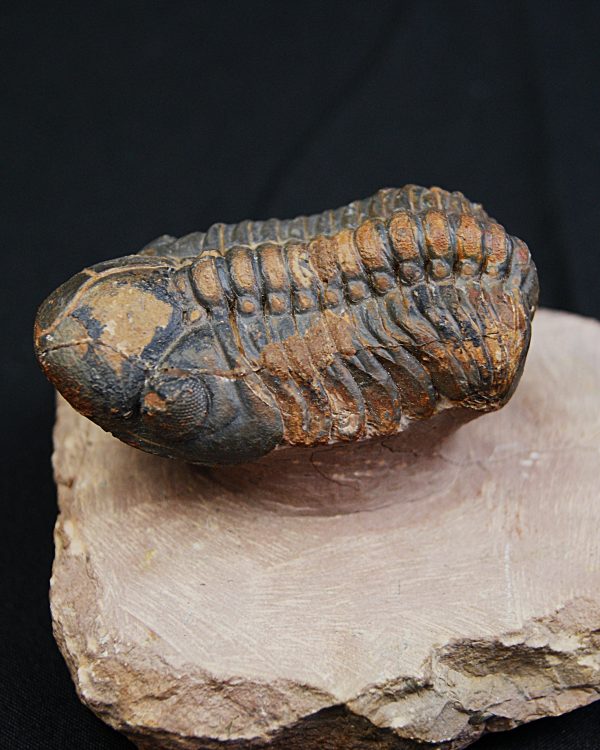 Trilobite fósil Reedops