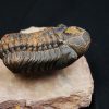 Trilobite fósil Reedops