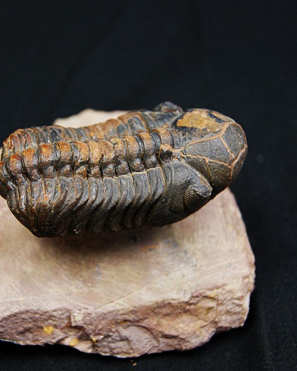 Trilobite fósil Reedops
