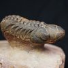 Trilobite fósil Reedops
