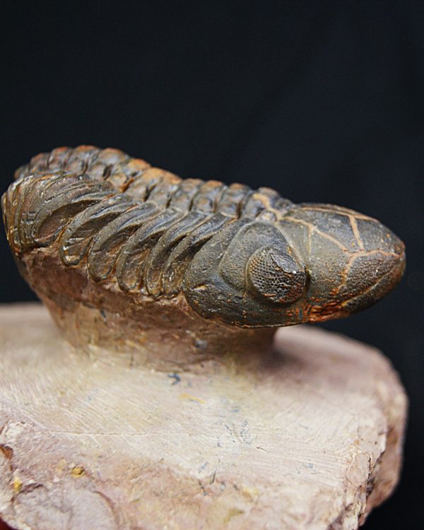 Trilobite fósil Reedops