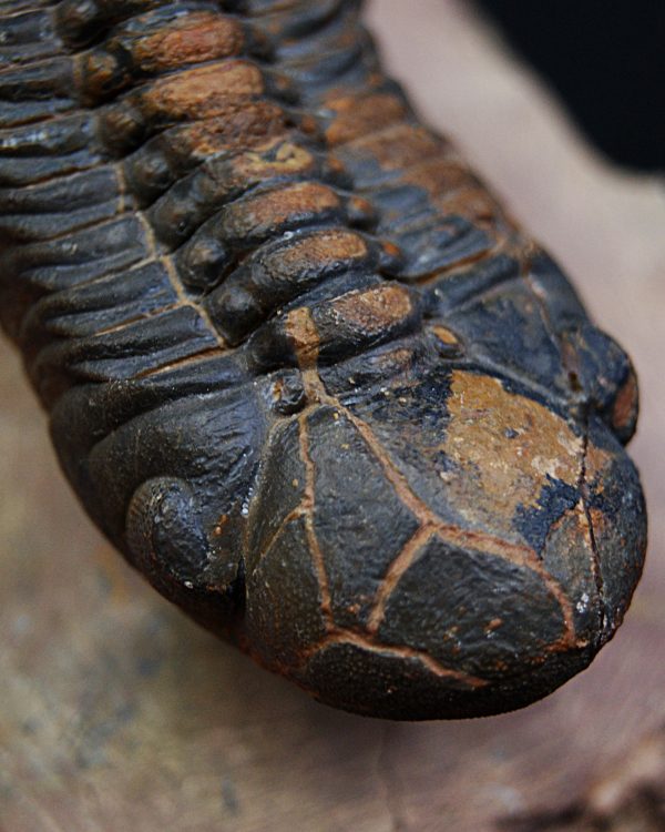 Trilobite fósil Reedops