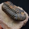 Trilobite fósil Reedops