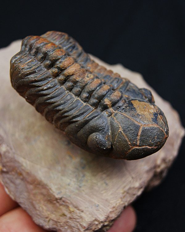 Trilobite fósil Reedops