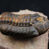 Trilobite fósil Reedops