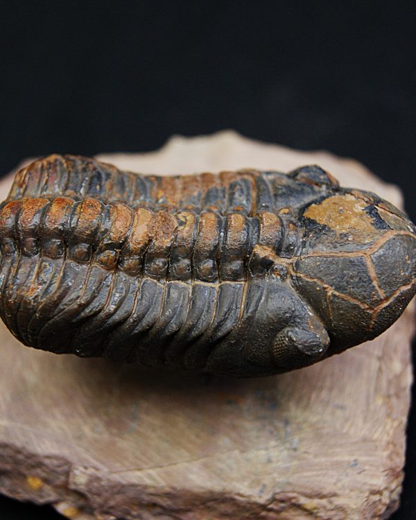 Trilobite fósil Reedops