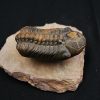 Trilobite fósil Reedops