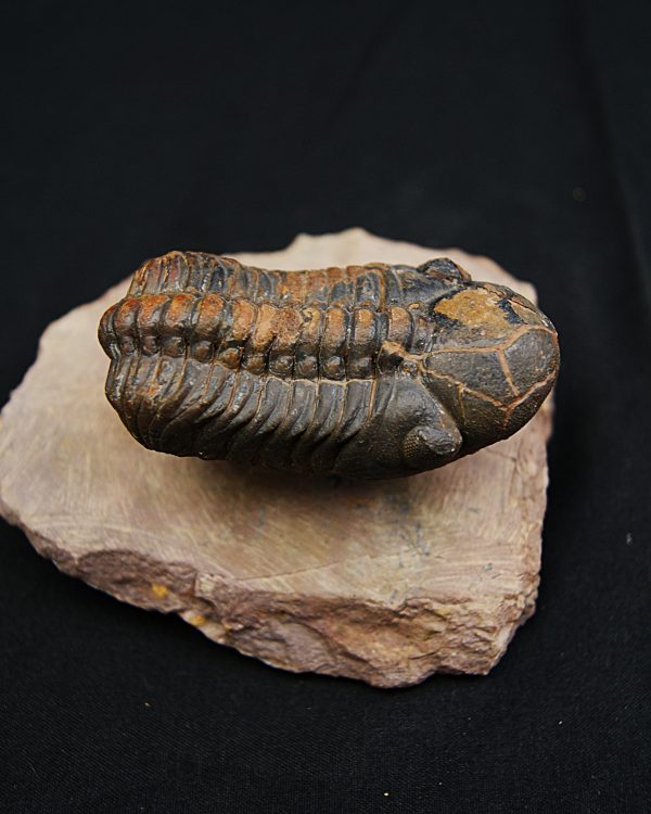 Trilobite fósil Reedops