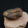 Trilobite fósil Reedops