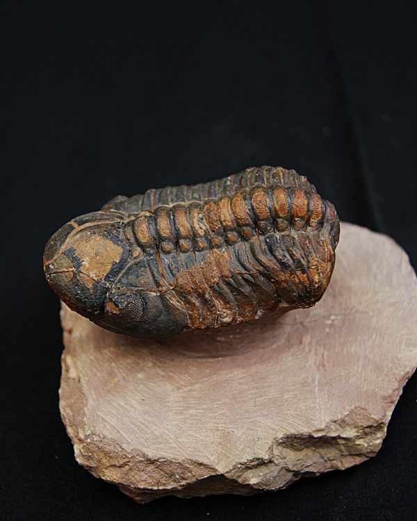 Trilobite fósil Reedops