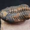 Trilobite fósil Reedops