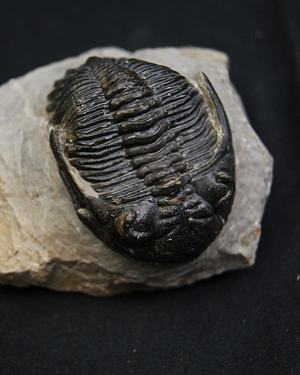 Hollardops mesocristatus