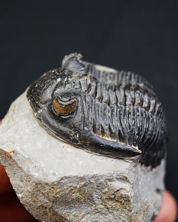 SONY DSC Hollardops mesocristatus