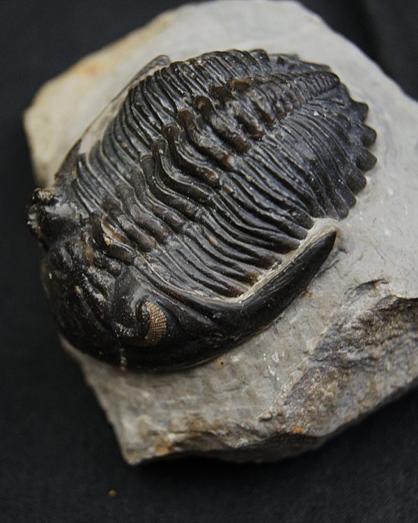 SONY DSC Hollardops mesocristatus