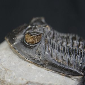 Hollardops mesocristatus