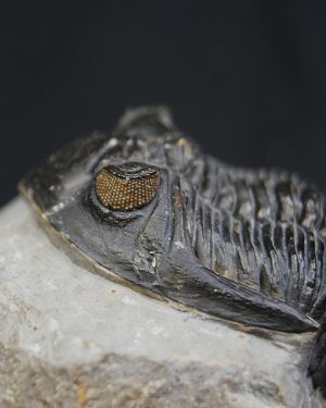 Hollardops mesocristatus