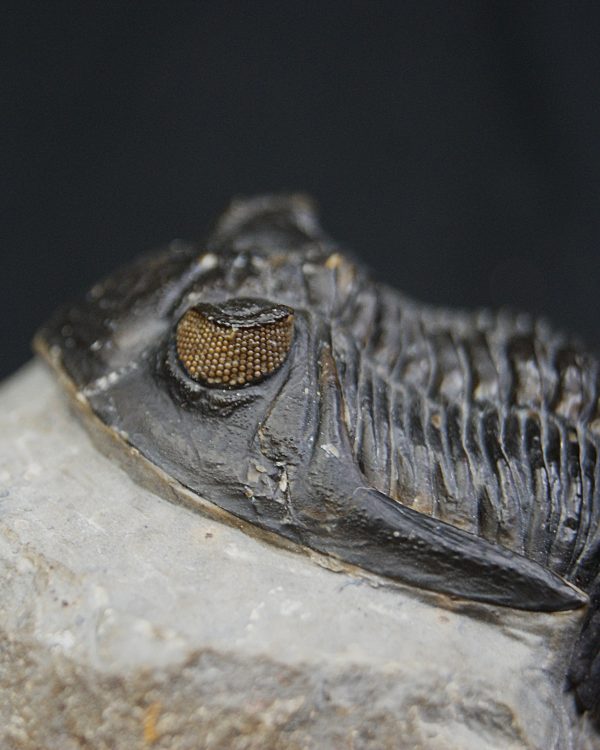 Hollardops mesocristatus