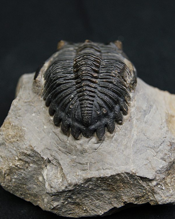 SONY DSC Hollardops mesocristatus