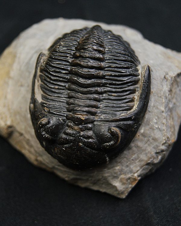 SONY DSC Hollardops mesocristatus