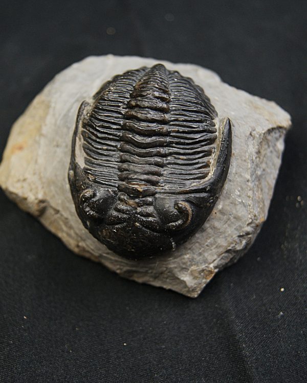 SONY DSC Hollardops mesocristatus