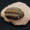 Trilobite fósil Reedops