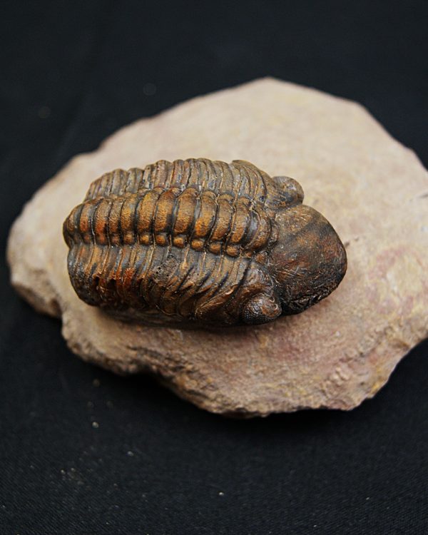 Trilobite fósil Reedops