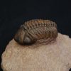 Trilobite fósil Reedops