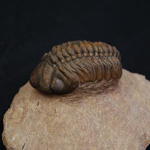 Trilobite fósil Reedops