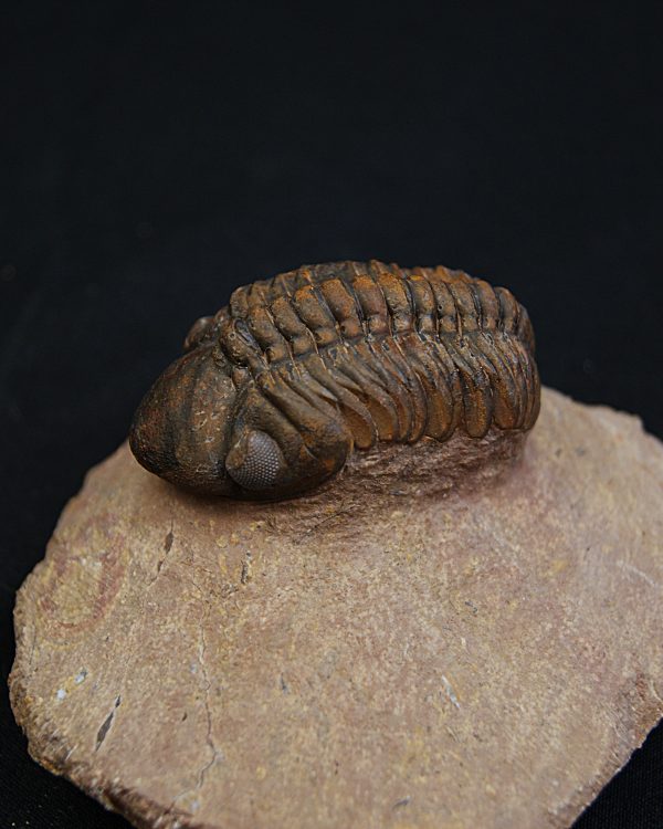 Trilobite fósil Reedops