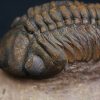 Trilobite fósil Reedops