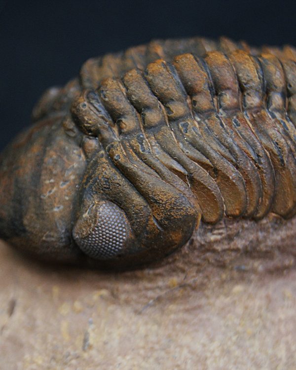 Trilobite fósil Reedops