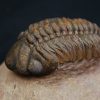 Trilobite fósil Reedops